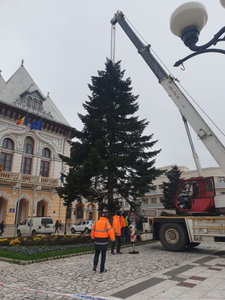 Se caută un brad spectaculos pentru Crăciun. Buzoienii, îndemnați să dea o mână de ajutor  pentru ca orașul să aibă sărbători de poveste