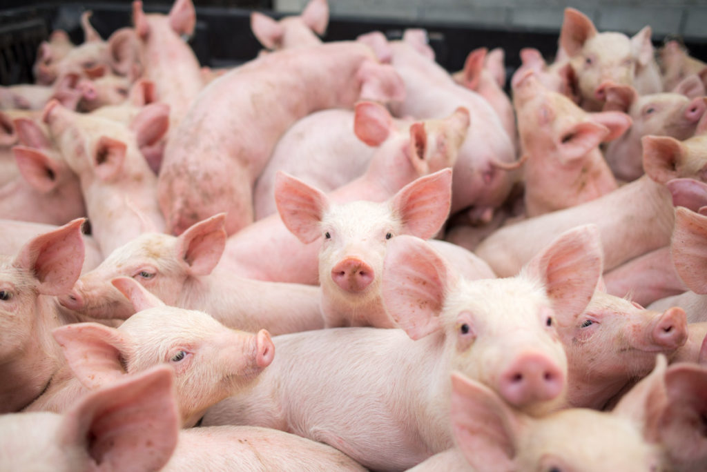 Alertă! Virusul pestei porcine a revenit în gospodării. Mesajul transmis de medicii veterinari crescătorilor de animale