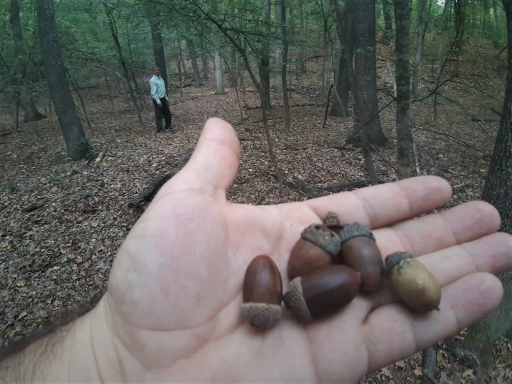 IMAGINI INEDITE CU UN ALTFEL DE CULES! Ce fac pădurarii buzoieni în aceste zile