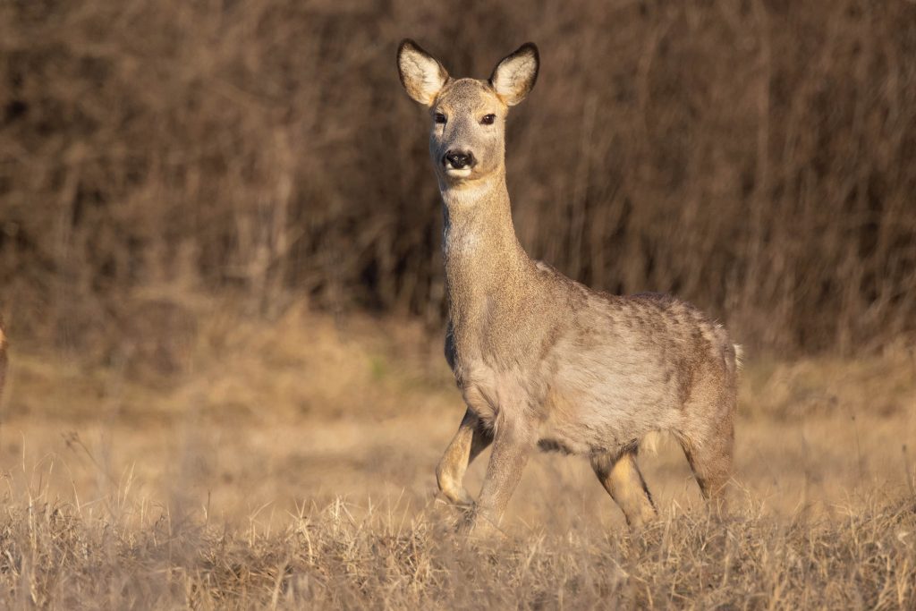 IMAGINI RARE SURPRINSE ÎN ȚINUTUL BUZĂULUI! Jurnalul unui fotograf după zeci de ore petrecute în natură