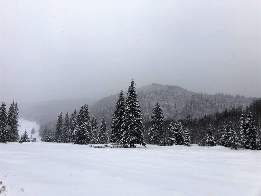 IMAGINI INDITE CU ”GHEȚARII” DIN MUNȚII BUZĂULUI! Unde se găsesc și la ce-i folosesc silvicultorii