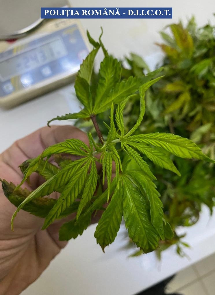 CULTURĂ DE CANNABIS, DESCOPERITĂ LA PIETROASELE. Un bucureștean a fost arestat (FOTO)