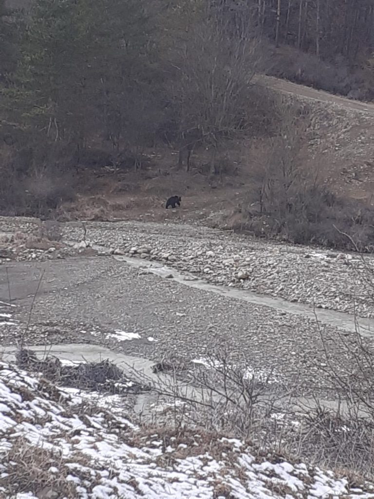URȘII AU DAT UN NOU ATAC LA BISOCA. Oi omorâte, garduri și un adăpost de animale, distruse (Video)