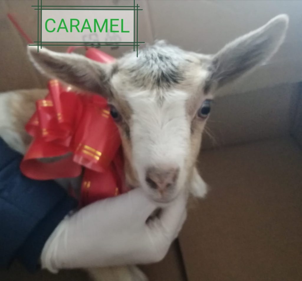 IEPURAȘUL DE PAȘTE I-A ADUS UN IEDUȚ! Polițiștii buzoieni au făcut fericit un copil pasionat de animale