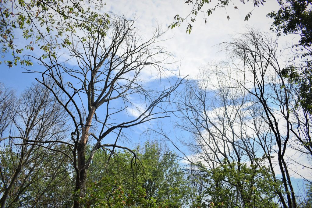 Disputele continuă, Crângul suferă! Tăierile de arbori, scânteia care a aprins spiritele în Consiliul Local