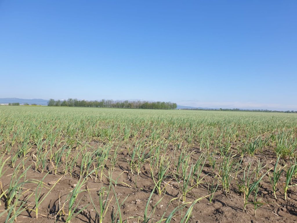 Buzăul, lider național la cultivarea usturoiului! Tot mai mulți legumicultori aleg să-l producă și chiar au omologat un nou soi
