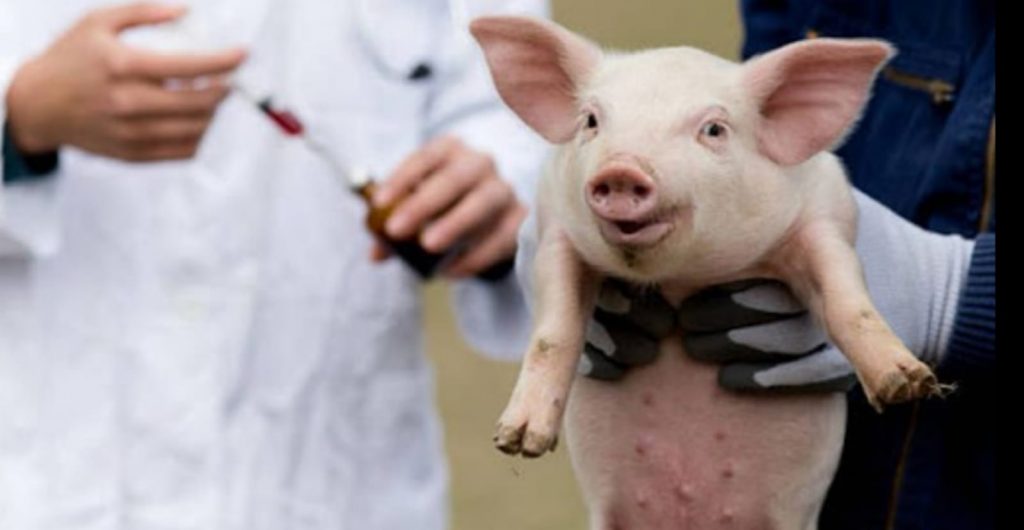 Trei focare dintr-un foc! Ce a pățit un buzoian după ce porcii i-au murit de pestă porcină africană