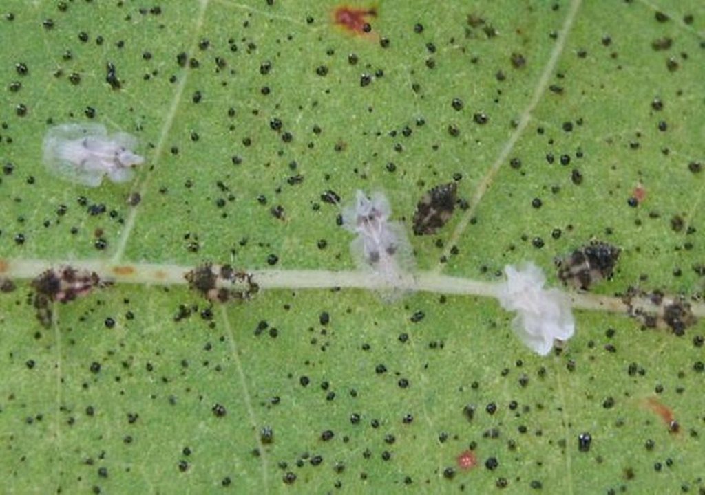 Invazie de insecte și dăunători în culturi. Ce trebuie să facă agricultorii