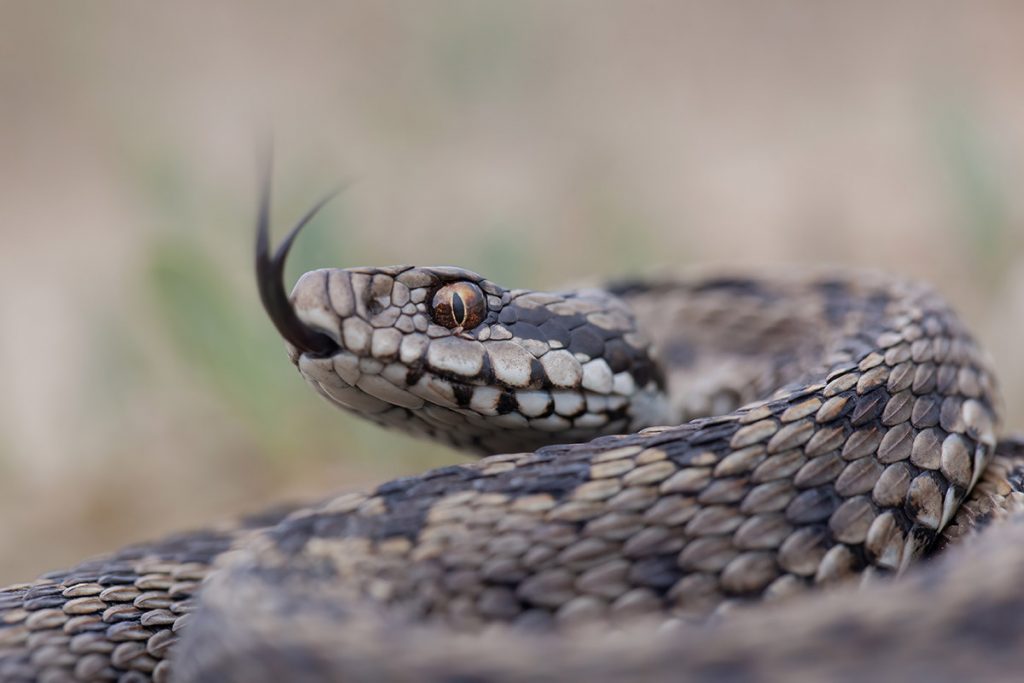 Buzăul este plin de surprize. Vipera de stepă, descoperită pe teritoriului județului, de către echipa Asociației “Ținutul Buzăului”