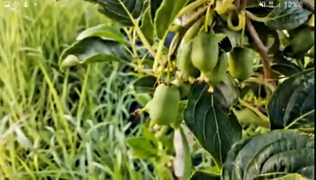 Cercetătorii buzoieni cultivă fructe exotice la Istrița! Kiwi s-a adaptat cel mai bine. Cât de profitabil ar putea fi pentru pomicultorii din România