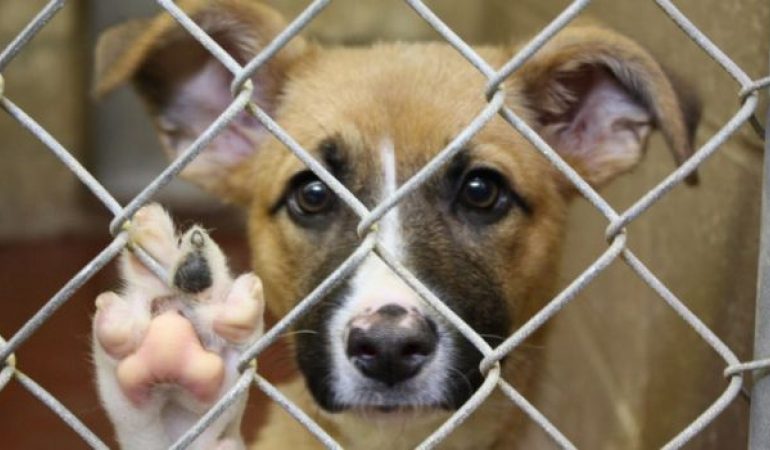 Cum poți adopta un animal fără stăpân la Târgul de adopții. Peste 20 de căței își așteaptă, sâmbătă, șansa la o viață mai bună
