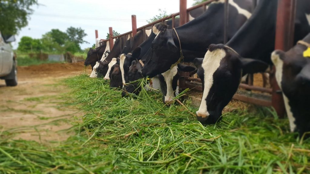 Veste bună pentru crescătorii de vaci: pierderile de anul trecut, compensate de stat