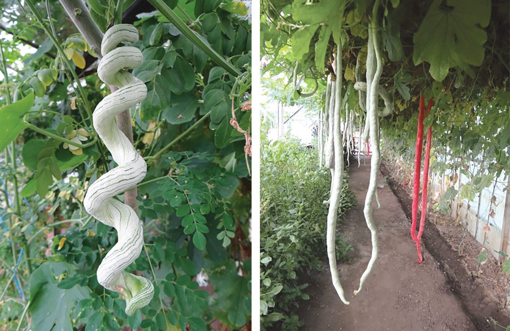 Leguma care are formă unui șarpe, miroase a pâine caldă, are gustul unei tomate și poate fi folosită și ca plantă medicinală! Este creația cercetătorilor buzoieni