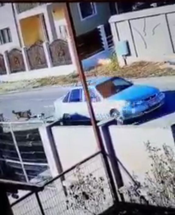Cruzime revoltătoare. Pui de pisică, aruncat dintr-o mașină, pe punctul de a fi sfâșiat de doi câini. Imagini cu un puternic impact emoțional