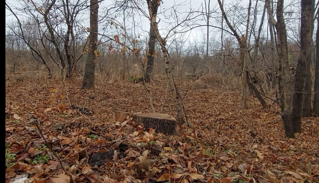 Arborii de pe 18 hectare din pădurea Crâng, puși la pământ. Extragerile vor continua, dar nimeni nu știe cât și pe ce suprafață