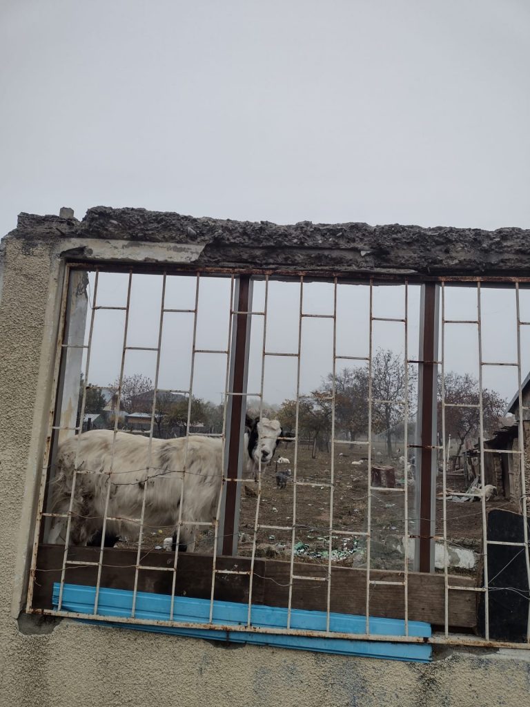 Nici în Las Fierbinți nu vezi așa ceva! Între Poliție și Primărie a răsărit o ….stână (foto&video)