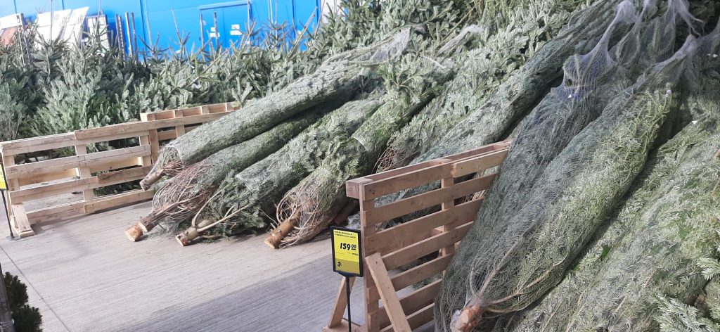 A început goana după brazii de Crăciun. Ce oferte au comercianții, anul acesta