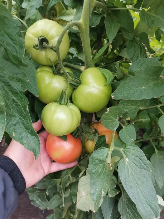 Ce i-a scris un fermier din Buzău ministrului Agriculturii!  Reacția a venit după lansarea noului program destinat cultivării legumelor în spații protejate