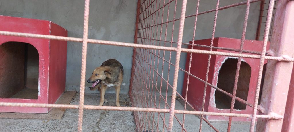 (VIDEO) Revoltă la liceul unde învață eleva mușcată de câine. Nu este pentru prima dată când animalul atacă