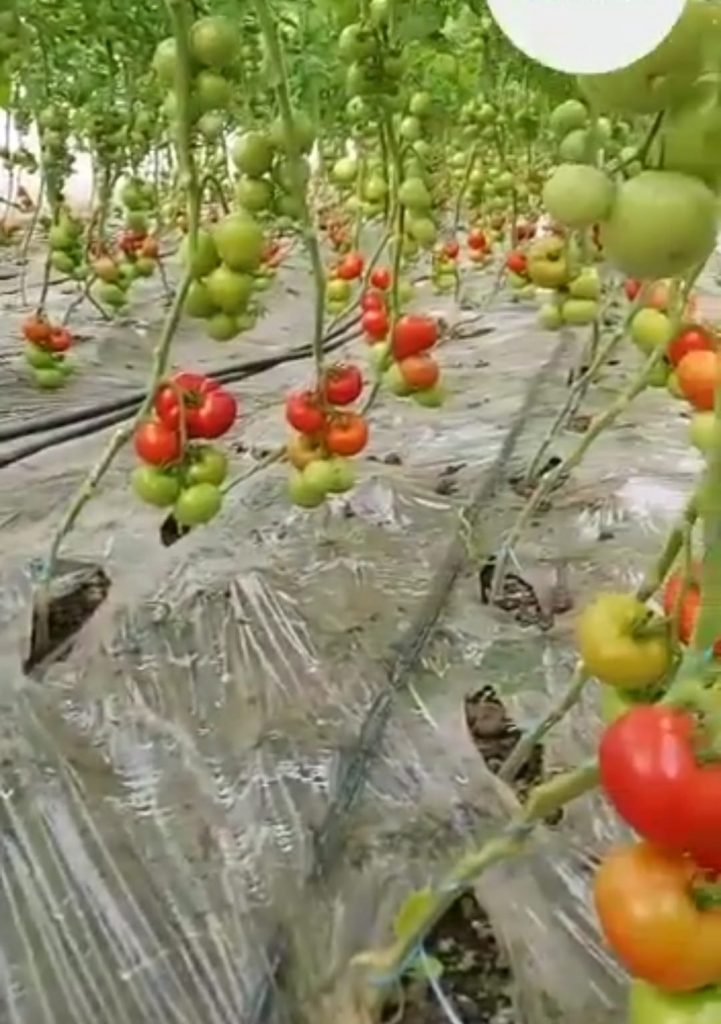 (Video) S-au copt! Cu cât se vând primele roșii de Buzău