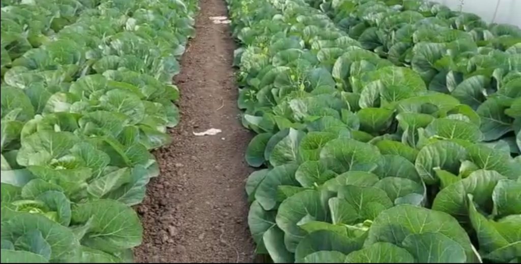 (Video) Legumă, cultivată în solariile buzoienilor, gata de recoltare. Este indicată inclusiv pentru prevenirea cancerului