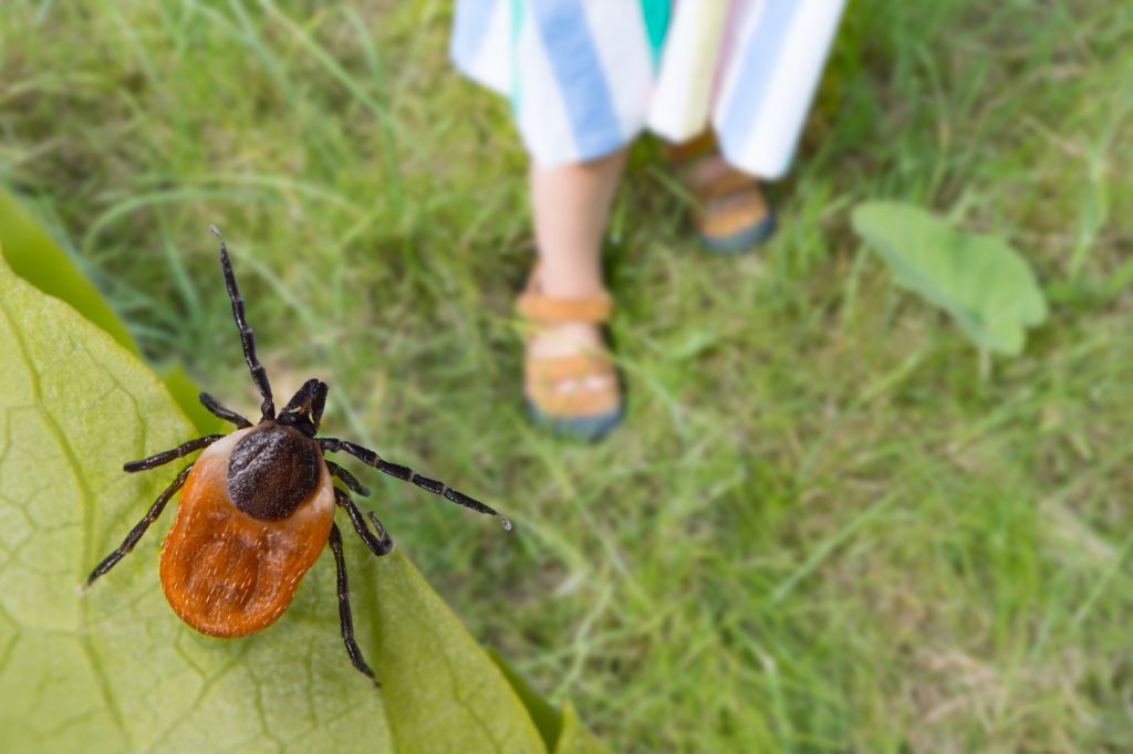 Atenție unde vă petreceți minivacanța de 1 Mai! Căpușele încep să atace