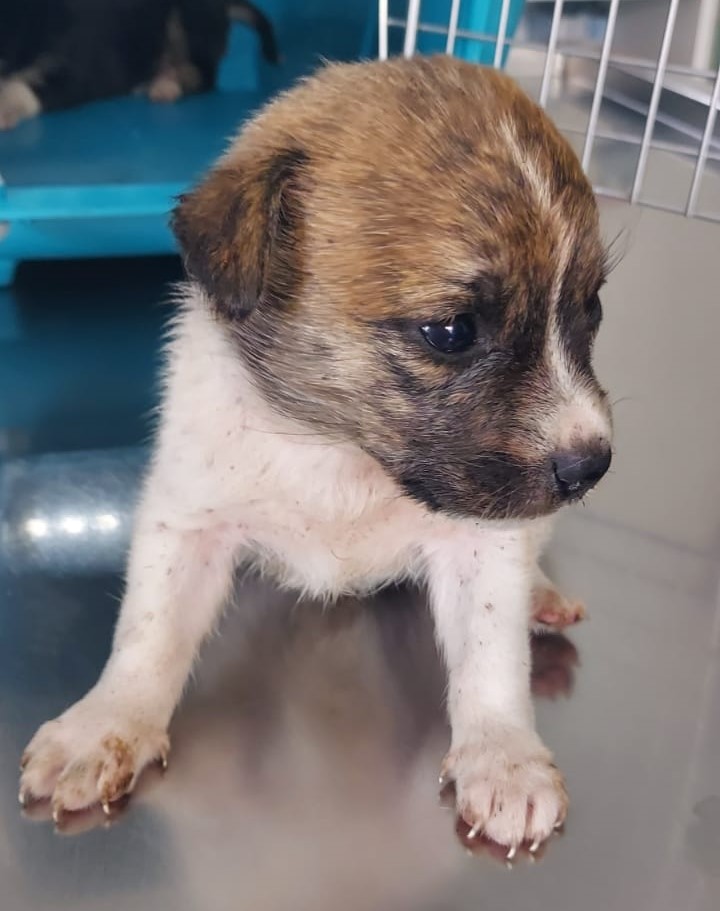 (FOTO) Răzbunarea lui Lăbuș. Cu ce amendă s-a ales un buzoian care a abandonat pe stradă 7 cățeluși