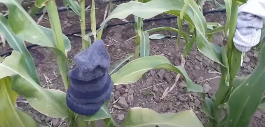 (video) Șosetele anti-graur, găselnița unui buzoian din Smeeni ca să-și salveze porumbul