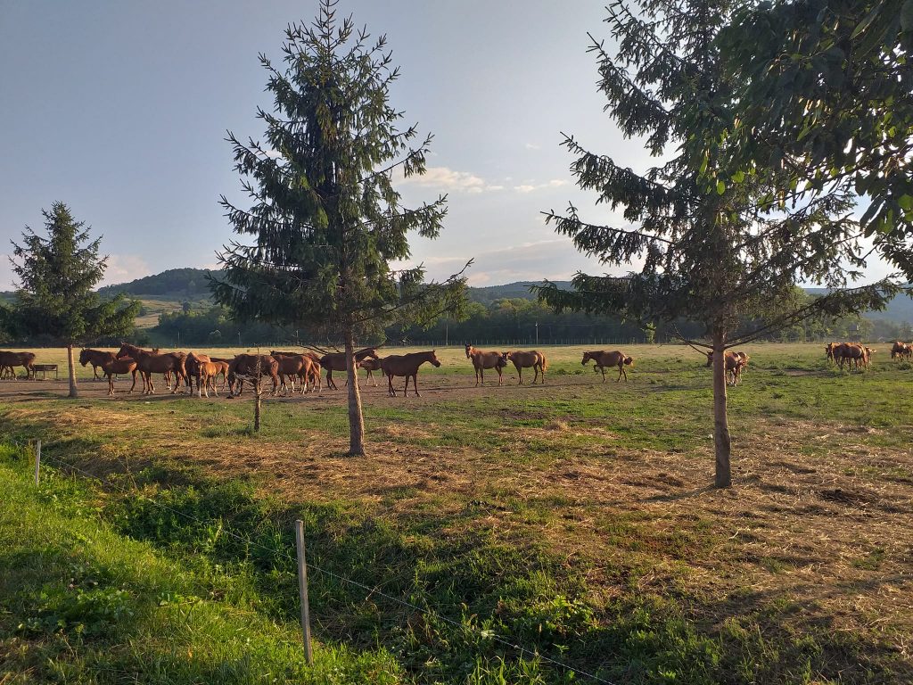 Pursânge englez, în căutarea unui naș de botez. Propunerile de nume, așteptate de Herghelia Cislău