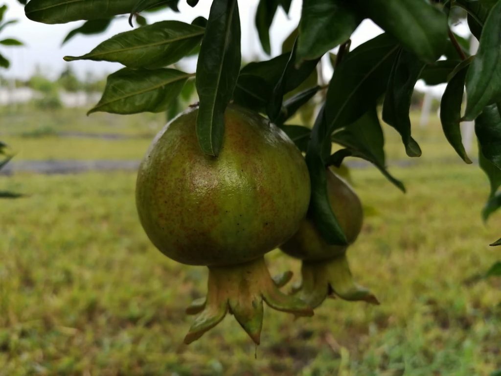 Rezultat uimitor al cercetătorilor buzoieni. Cultivă un fruct originar din Munții Himalaya, consumat și de români