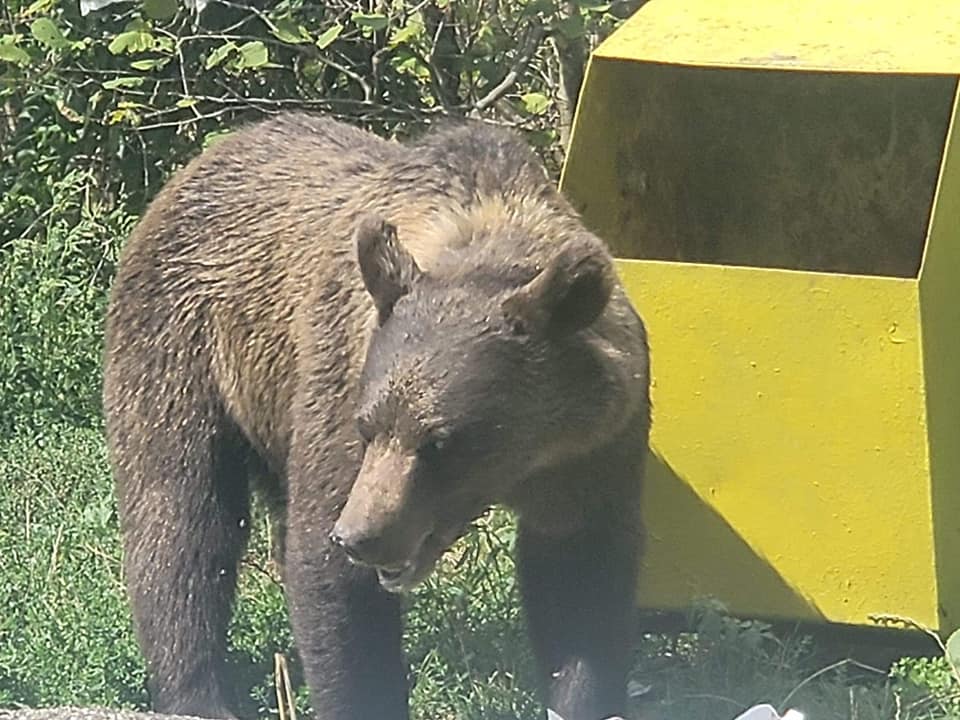 Un urs înfometat, filmat la Barajul Siriu! Imaginile vin la patru zile după un atac la Gura Teghii, și altul la Chiojdu