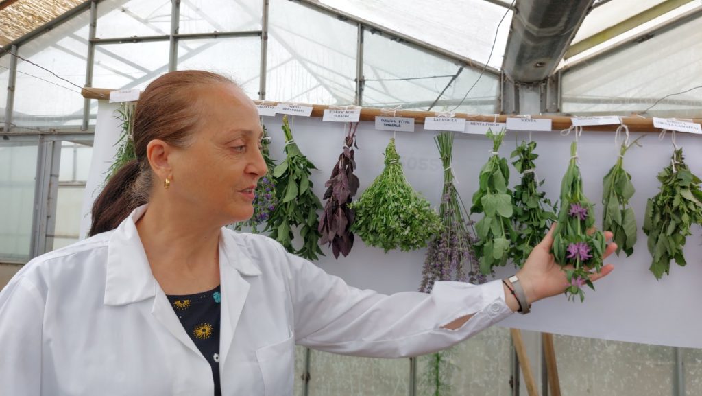 (VIDEO) Plantele aromatice și medicinale, benefice pentru sănătate și nu numai, tot mai căutate. Cercetătorii buzoieni se bucură de o colecție impresionantă