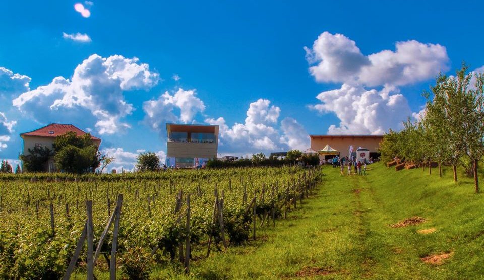 Evadare în Dealul Mare. Cât plătesc românii din alte județe să viziteze cramele din Buzău