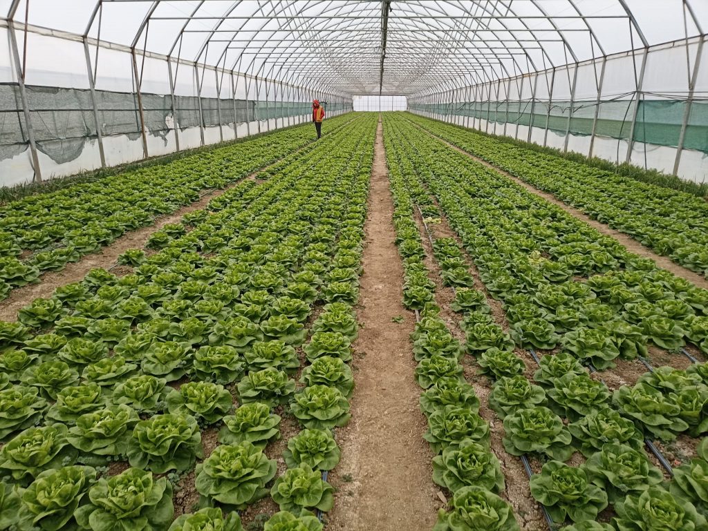 Trufandale de început de primăvară, cultivate și în plină toamnă! Propunerea cercetătorilor buzoieni