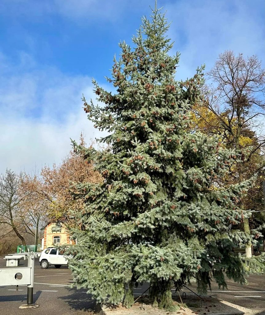 (FOTO) Bradul de Crăciun a ajuns în Parcul Crâng. E primul an în care arată așa!