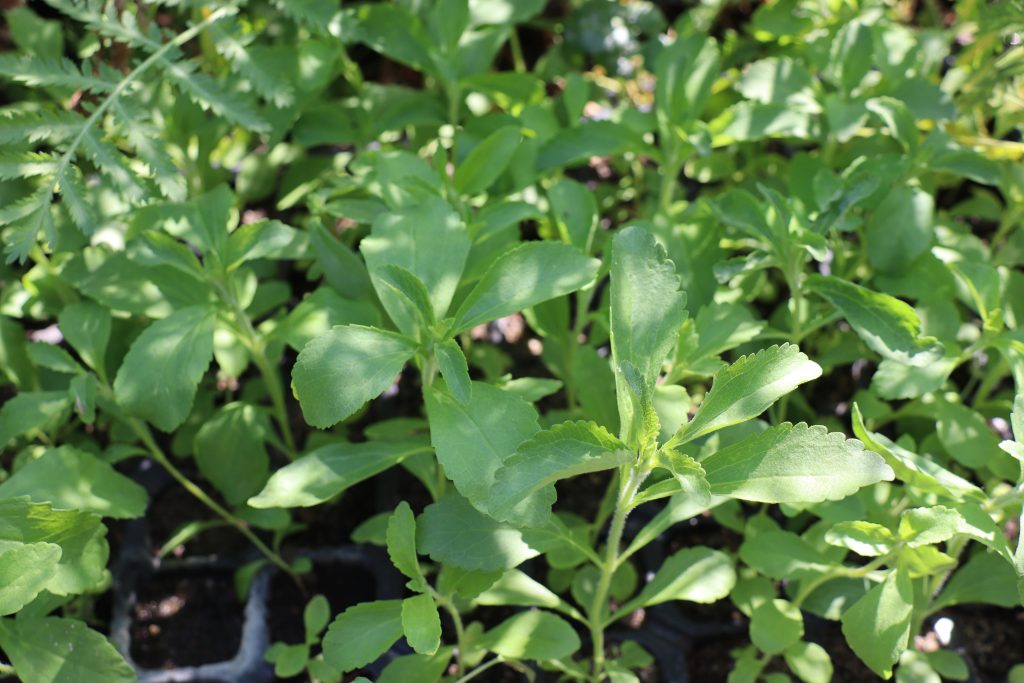 Premieră națională, marcată de cercetătorii buzoieni. Din 2023 vor scoate la vânzare o plantă minune
