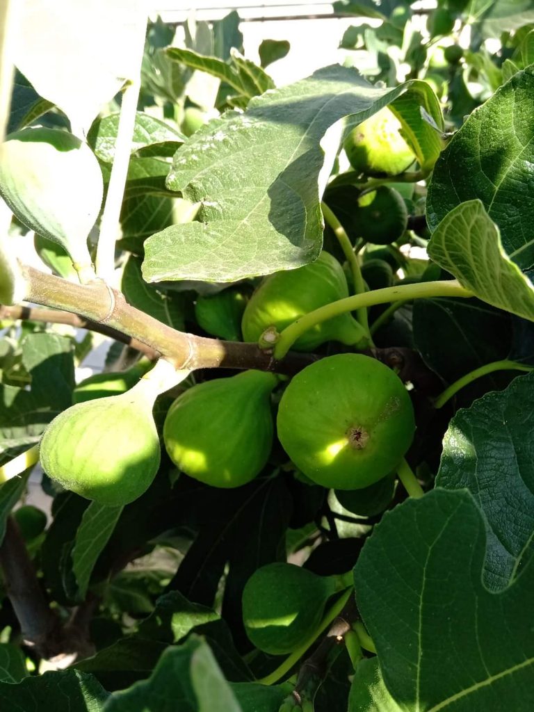 Un agrobusiness de nișă, dar cu mare succes! Ideea unui economist din Buzău care vă poate inspira