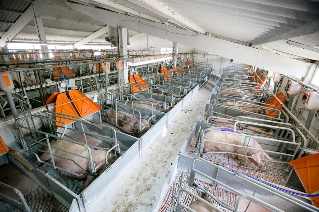 10 ferme de păsări și porc, înființate în Buzău. Toate vor fi unități de reproducție, cu rase românești
