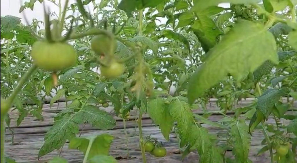 (Video) Legumicultorii pregătesc prima recoltă de tomate. Cum arată acum roșiile în solarii
