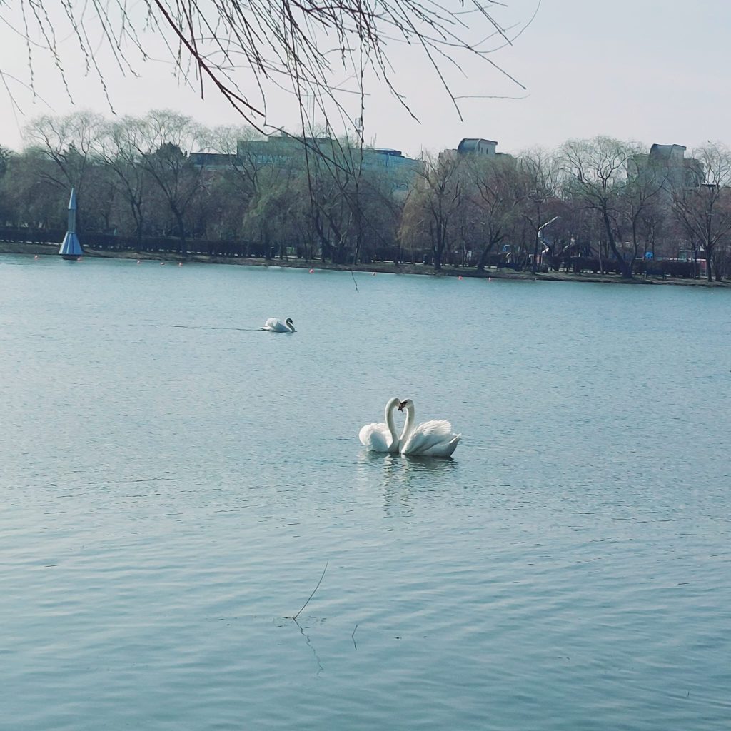 (Video) Lacul lebedelor din Buzău. Imagini impresionante cu spectacolul înaripatelor din Tineretului