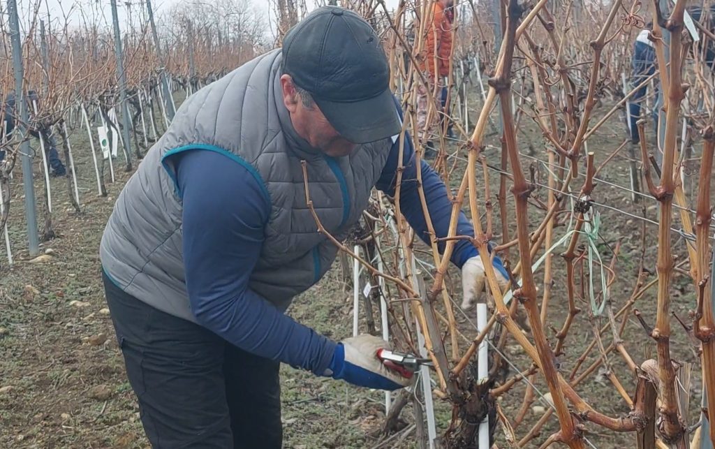 Concurs inedit, organizat la Stațiunea Pietroasa. Ce au avut de făcut concurenții pentru a câștiga titlul de ”Cel mai bun viticultor din România”
