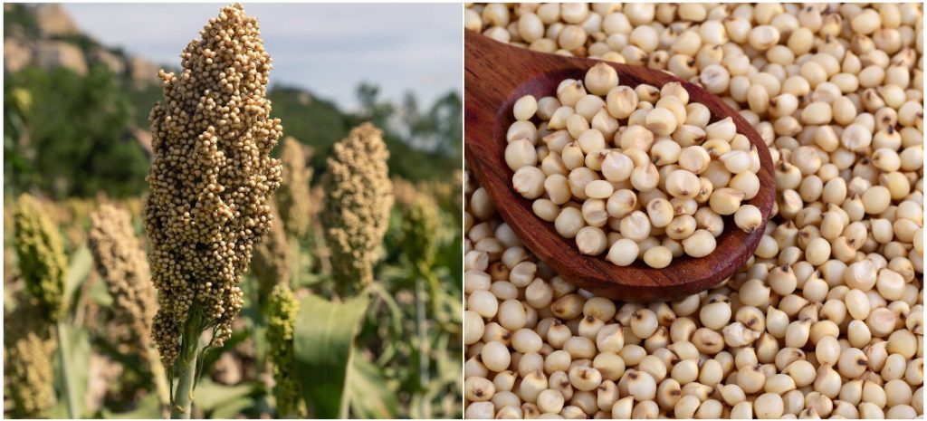 (VIDEO) Uită de floricelele de porumb! Cereala care începe să prindă teren în Buzău și înlocuiește porumbul