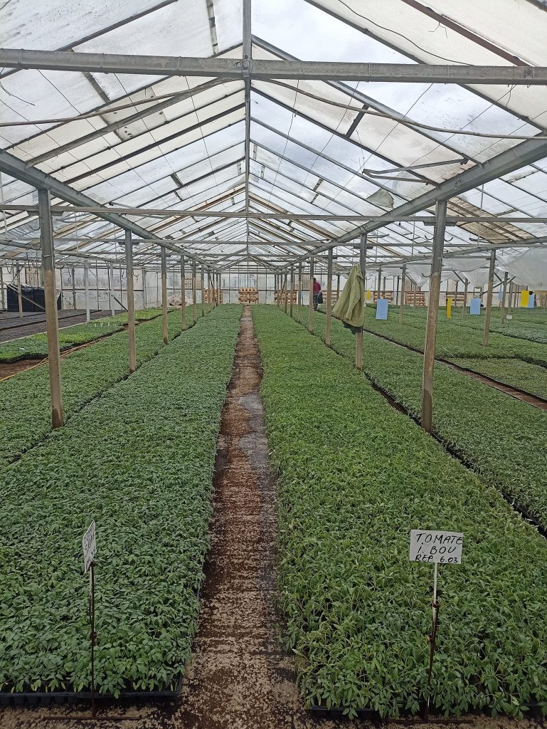 Oferta de răsaduri pentru câmp a Stațiunii Legumicole Buzău. Prețurile au crescut