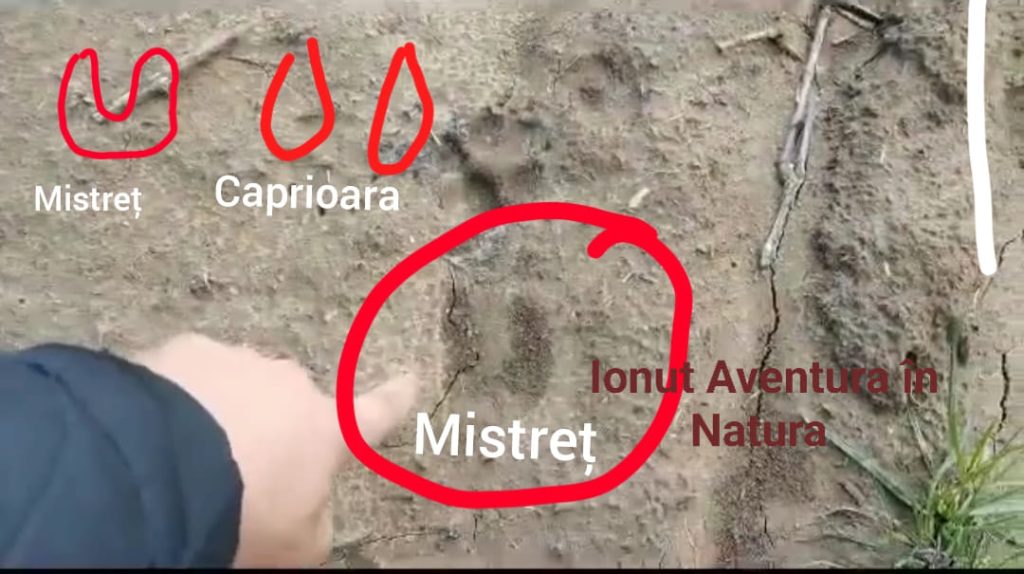 (Foto) Ghid de supraviețuire în pădure. Cum recunoaștem urmele de urs, lup sau porc mistreț