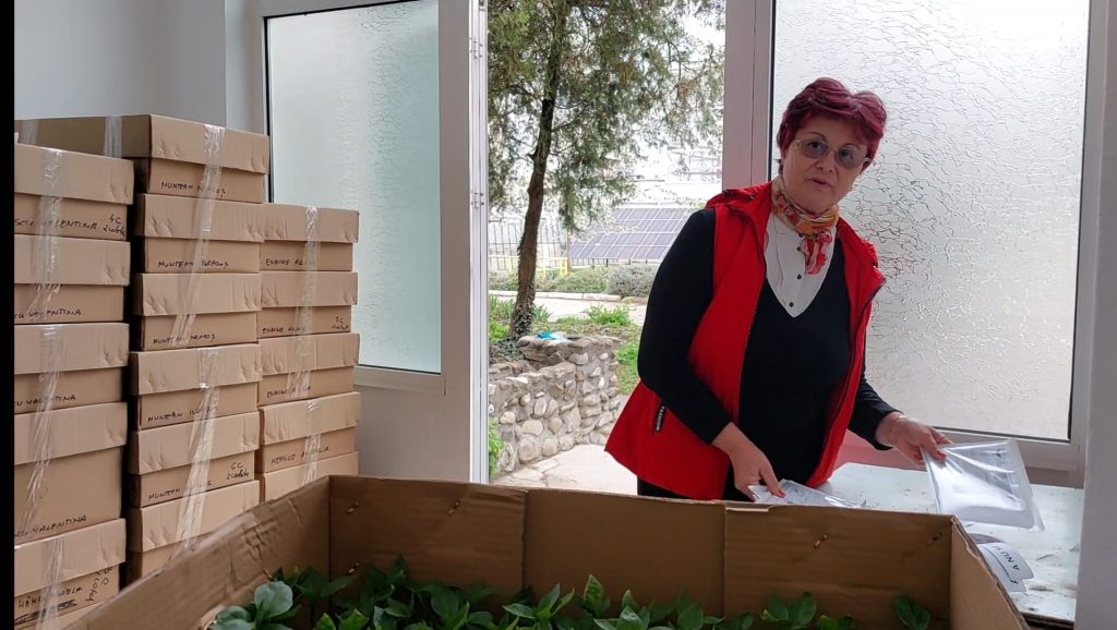 (Video) Cerere peste așteptări. Răsadurile de la Buzău, trimise prin curier, în toată țara