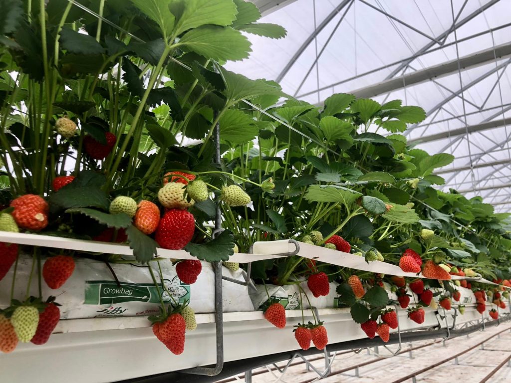 (Video) S-au copt primele căpșuni românești! Fructele sunt produse pe substrat organic, într-o seră de 1 milion de euro, la Săhăteni