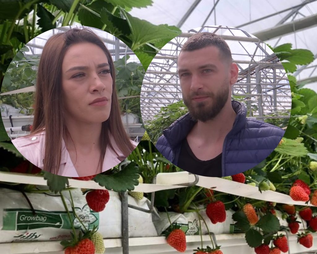 (Video) Povestea tinerilor care cultivă căpșuni în saltea de cocos. Cei doi au început afacerea încă din vremea studenției