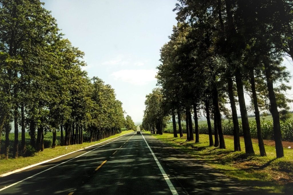 Perdelele forestiere, greu de înființat la Buzău. Drumurile predispuse înzăpezirii, în continuare neprotejate