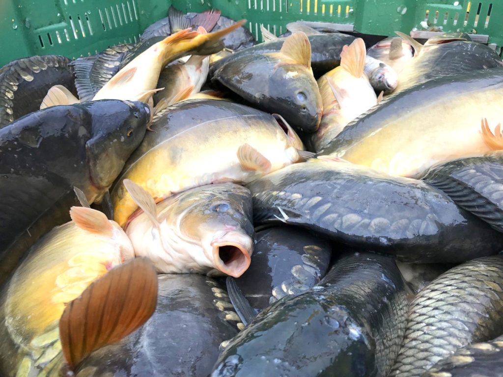 Pescăriile, luate cu asalt de clienți, înainte de Florii. Indiciile care arată clar dacă peștele este proaspăt sau nu
