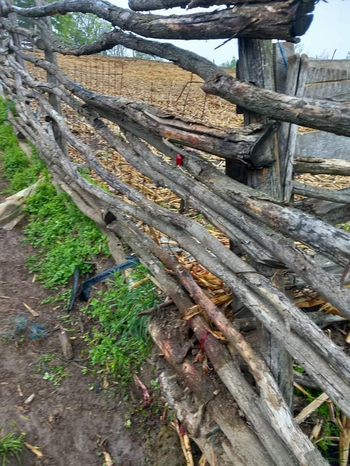 Sat terorizat de urs. A coborât din pădure ziua în amiaza mare în căutare de hrană. A fost emis mesaj RO-ALERT